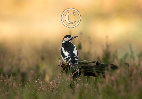 Greater-Spotted-Woodpecker-DM2139